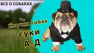Клички собак. Суки. А-Д.