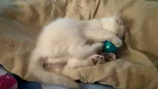 Последняя вислоушка ждёт новых хозяев.