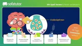 Nervenzelle Aufbau & Funktion – Reizweiterleitung & Reaktion