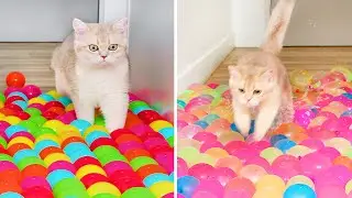 What Can't Cats Walk On? #66