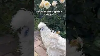Кучерявенький шёлк фриззли 