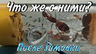 Обзор ВСЕХ колоний после зимы. Новые муравьи и Новый Формикарий! // Муравьиные новости #4.