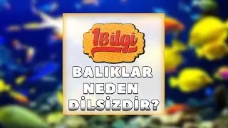 Balıklar Neden Dilsizdir? [HD]
