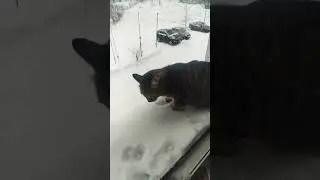 Чего боятся котики 💭
