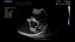 FOVU - SIUI Apogee 1000V Veterinary Ultrasound machine review