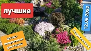 Лучшие почвопокровные растения/ Почвопокровные кустарники