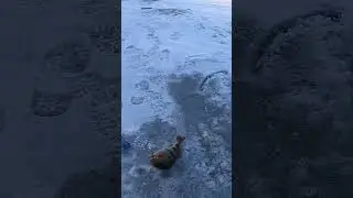 монстр окунь