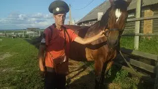 #Horses