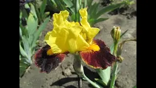 Exclaim, Black’13.  Іксклайм. Карликовий ірис.