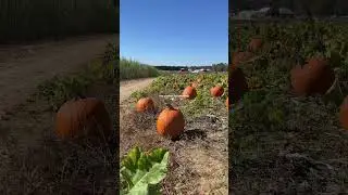 Relaxing fall morning routine ✨🍂🧡 #morningroutine #morningmotivation #morningvibes #routinevlog