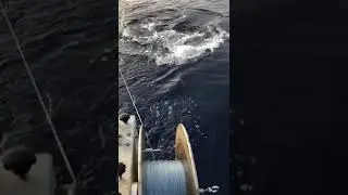 Squalo bianco avvistato in Sicilia (Licata)