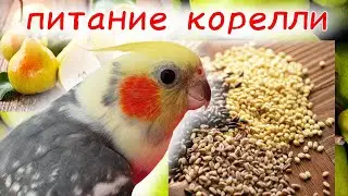 рацион попугая корелли