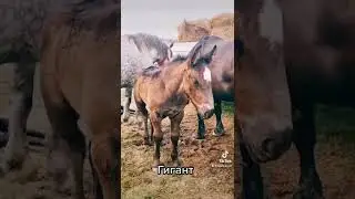 Құлын 