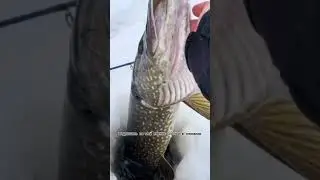 Вот это щучара)) все видео публикую в тиктоке теперь
