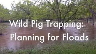 Wild Pig Trapping: Planning for Floods