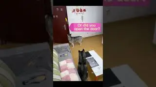 САМЫЕ УМНЫЕ ЖИВОТНЫЕ | Приколы Тик Ток |Tik Tok 