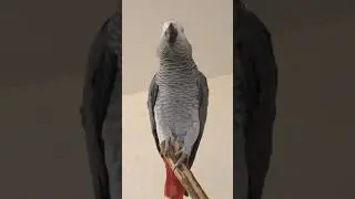 Попугай Гоша#Хорошка. Покупался, водичка тёплая? - Дааа))
