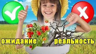 ПОМИДОРЧИК ИЗ КОРОБОЧКИ 🍅 АГАТА КЛАСС