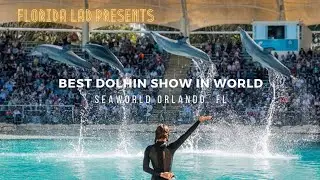 World renowned dolphin show only in SeaWorld Orlando 🐬