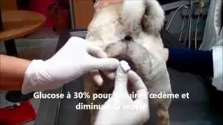 Prolapsus vaginal chez la chienne