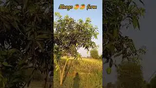 మా మామిడి 🥭 🥭 thota chudandi #mango #farm #mangofarming #nanduandhanith