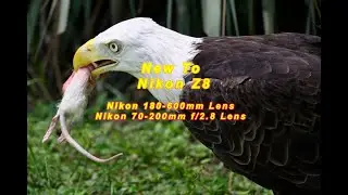 Nikon Z8 Zoo Photography