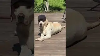 Пёс Генри. Свинокрыс. Пони дог