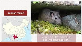 Diseases and Epidemics in Pre-Modern China and Japan