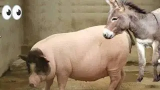Are Donkey-Pig Hybrids the Future of Species Evolution or a Recipe for Disaster