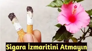 Sigara ve sarimsak ile bitkilere en doğal gübre nasıl yapılır