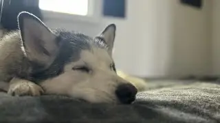 Dreaming Of Treats And Belly Rubs 🐶🐾