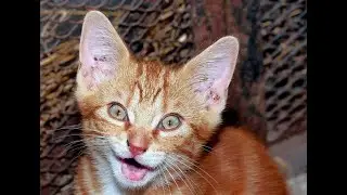 chatons en péril (secourus par le refuge de Beauregard)