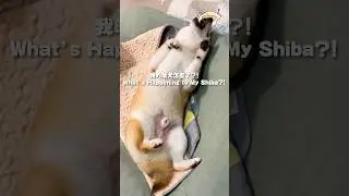 My Shiba Inu Turning Zombie?!#shibainu #shiba #shorts #funnydogs #cute