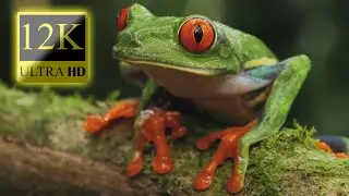 Amazing Scene of Wild Animals In 12K HDR 60fps Dolby Vision - Amazing Animal World