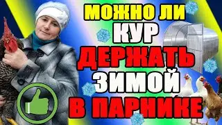 Можно ли кур ДЕРЖАТЬ ЗИМОЙ в парнике.