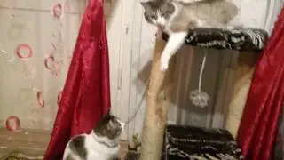 Давай поиграем.