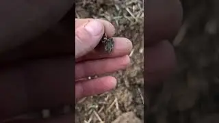 Крымское ханство?украшалка