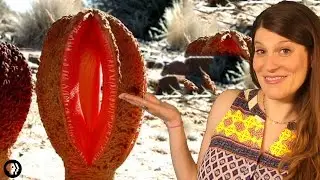 The Strangest Plant In The World?!