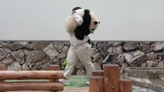 運ばれ方( ´艸｀)笑笑笑笑笑🐼 お母さんから逃げるようにダッシュして避難🐼 その後・・・ #良浜🐼 #彩浜🌈 #アドベンチャーワールド🐼