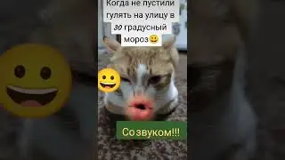 Кот БАГДАН😀😀😀