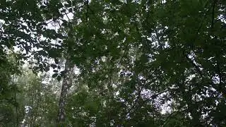 Поёт соловей. Июнь