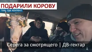 Подарили семье корову. Где одна, там и стадо... на дальневосточном гектаре. Серёга за смотрящего.