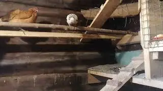 клуха обучает молодняк