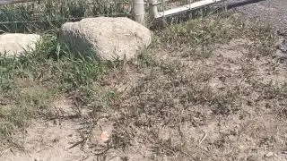 Beware of Dog