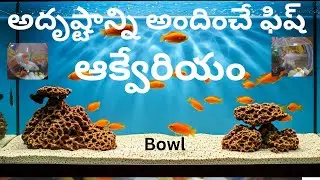 #fishtank # aquarium #trendingvideo #BestFishVibes #ytvideo  #fish #fishvideosaquarium #trending