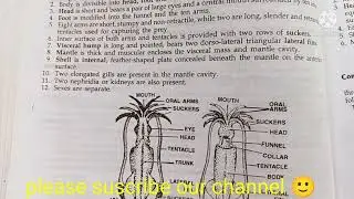 loligo classification, habitat and comments zoology practical bsc1/comments on loligo