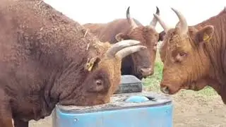 Бычки Калмыцкие. Бычки на откорм. КРС. МЭЦ. Ферма. Продажа