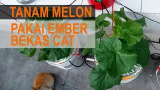 Tanam #melon pakai ember bekas cat?