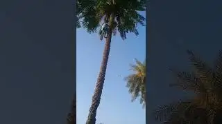 How to Climb a Palm tree for dates | #palmtrees #dates #tree #palmtree