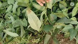 LBG 904 BLACKGRAM( మినుములు)